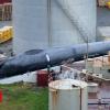Whale killing: Iceland accused of slaughtering uncommon whale