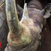 Endangered black rhinos die in Kenya reserve