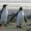 Largest king penguin colony shrinks 90% in 30 years