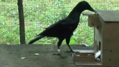 Crow vending device talents 'redefine intelligence'