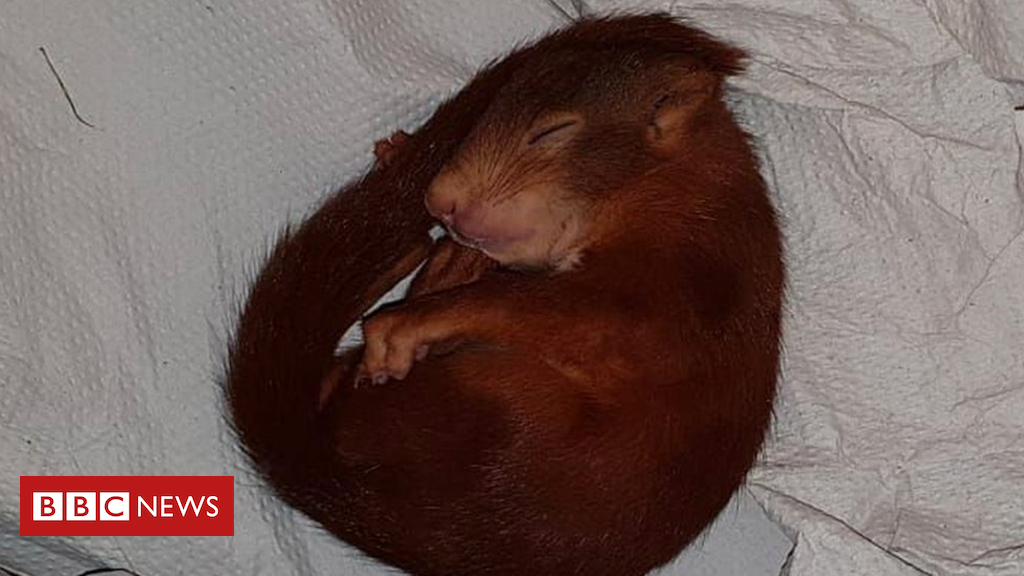 German police store guy from baby squirrel terror