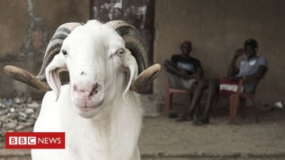 'Save trees whilst roasting Eid sheep' in Niger