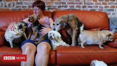 'The Little Old Ones': Belgium's retirement home for elderly animals
