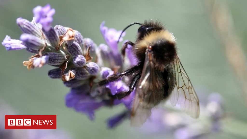 US natural world refuges finish ban on neonics and GM plants
