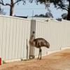 Australia drought: New South Wales town 'mobbed' by way of thirsty emus