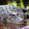 Australia: Illegal boat runs aground in Queensland crocodile swamp