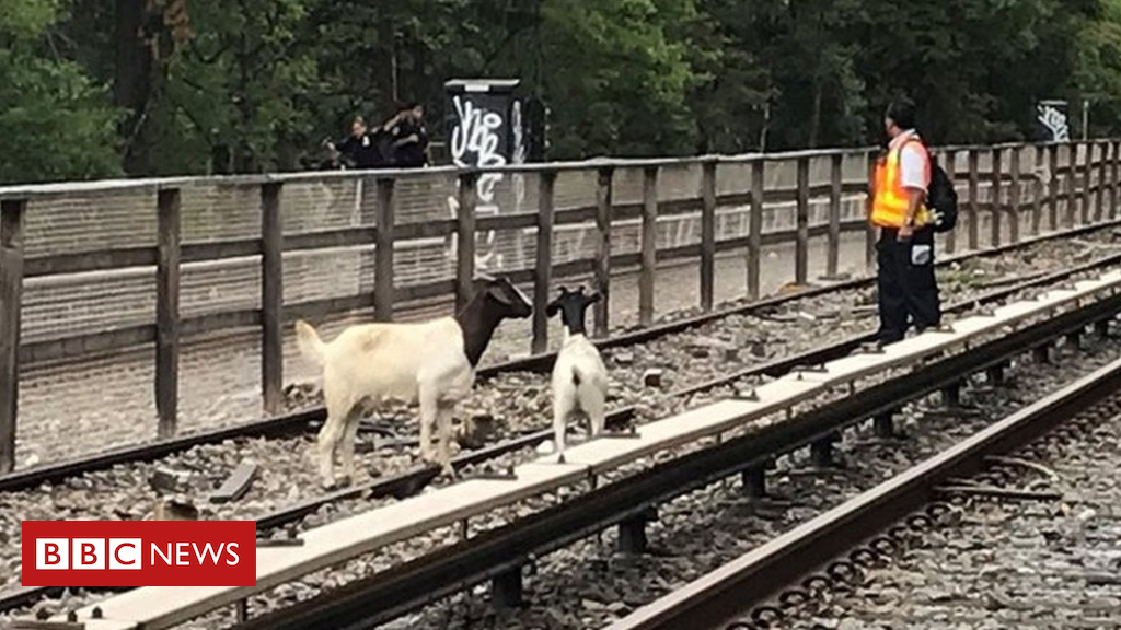 Comedian Jon Stewart rescues goats from The Big Apple subway tracks