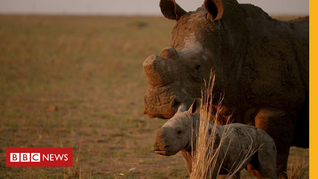 Could farming rhinos store them from extinction?