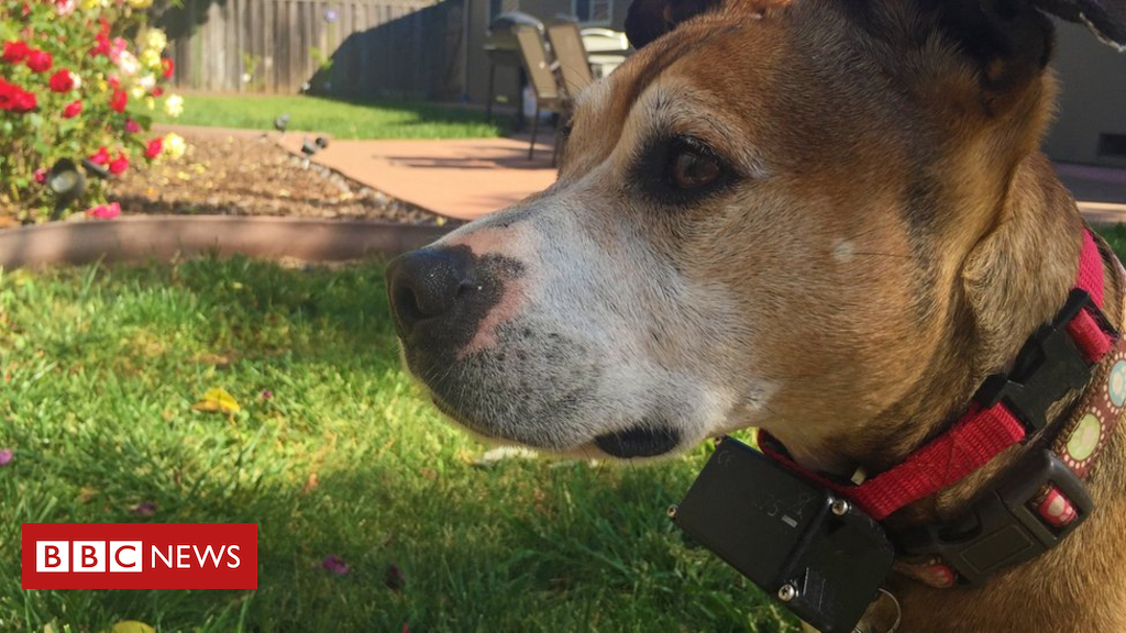 Electric shock collars for pets to be banned