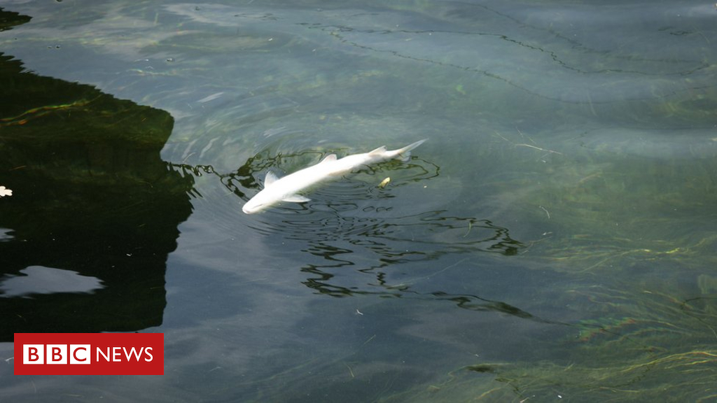 Europe heatwave: Lots of fish die in Swiss Rhine