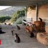 Fancy Greek island lifestyles? Cat care into the cut price