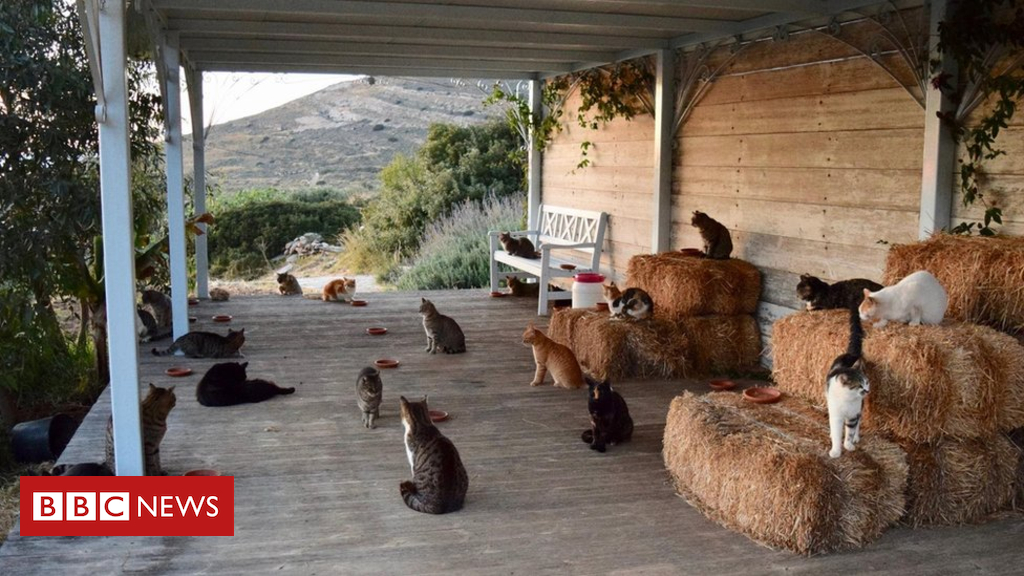 Fancy Greek island lifestyles? Cat care into the cut price