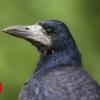 French theme park deploys crows to collect clutter