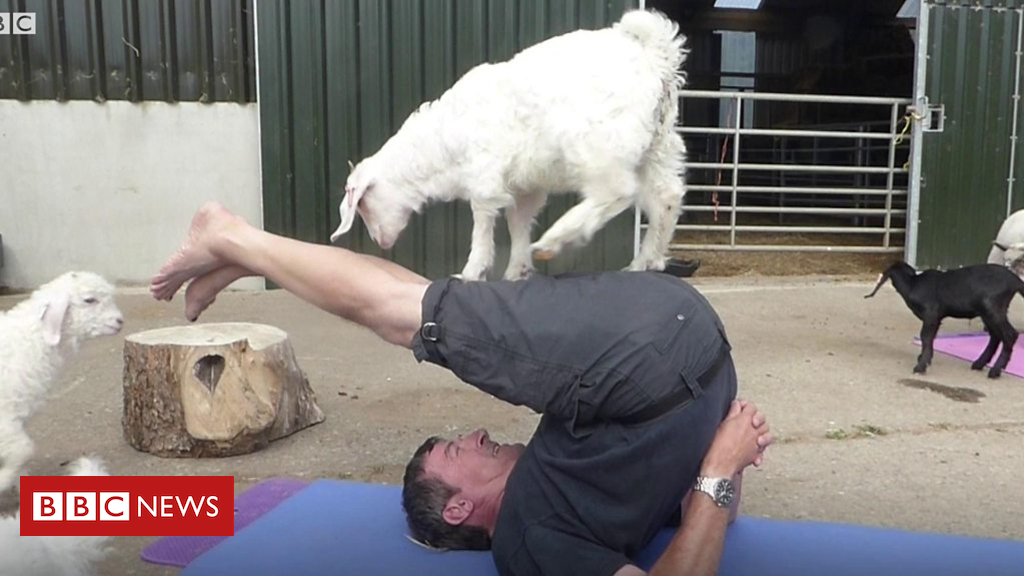 Goat yoga? you need to be kidding