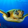 Great Barrier Reef: Hotter seas 'turning turtles female'
