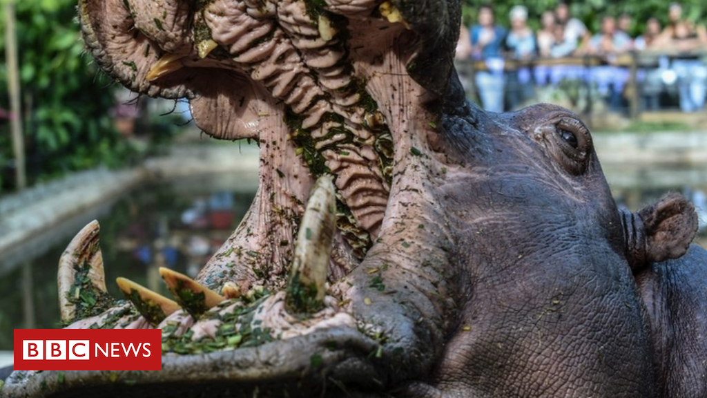 Hippo bite kills Chinese Language tourist in Kenya