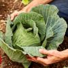 How the common-or-garden cabbage can stop cancers