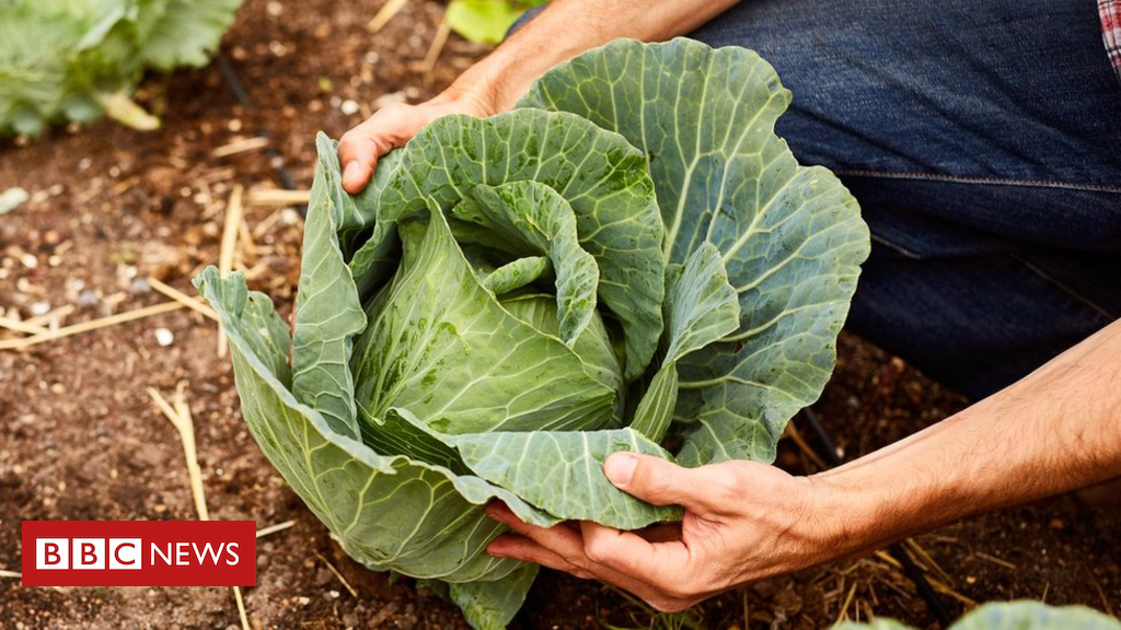 How the common-or-garden cabbage can stop cancers