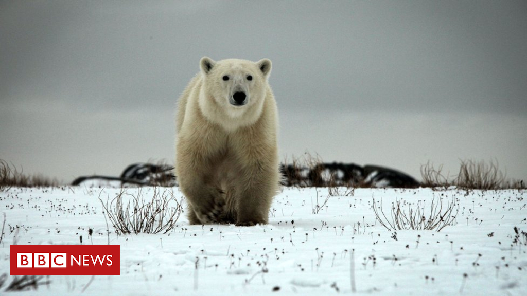 Hunter killed in assault by way of polar endure in Canada