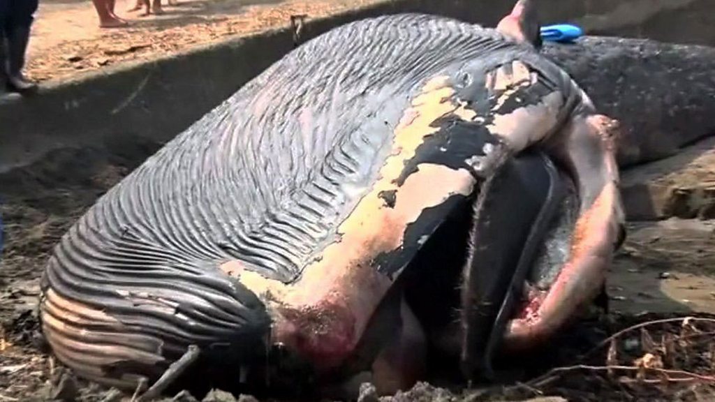 Japan blue whale: Rare lifeless calf washed ashore on beach