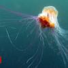 Jellyfish sting dozens as Germany and Sweden fight plague