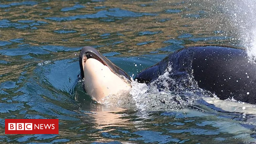 Killer whale nonetheless carrying dead child after SIXTEEN days