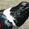 Pied crow with Yorkshire accessory filmed in Knaresborough
