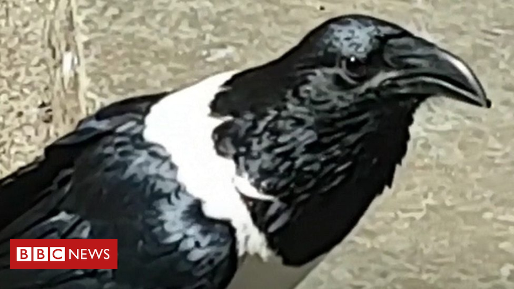 Pied crow with Yorkshire accessory filmed in Knaresborough