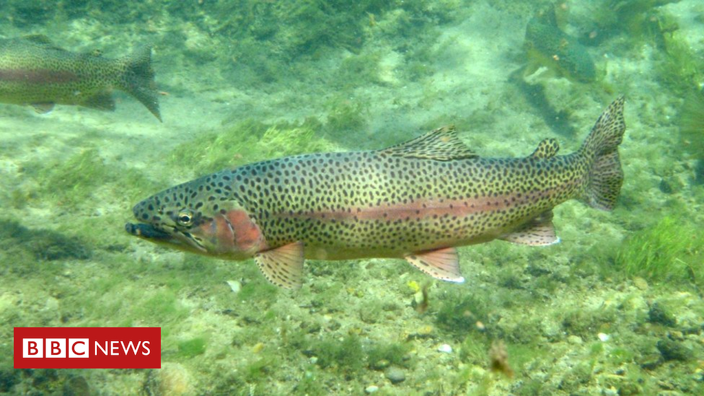Rainbow trout can now be known as salmon in China