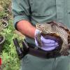 Spain's Guardia Civil shut unlawful Majorca turtle farm