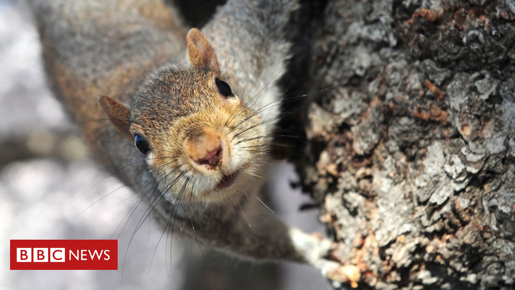 The Big Apple squirrel attacks five in Brooklyn's Prospect Park