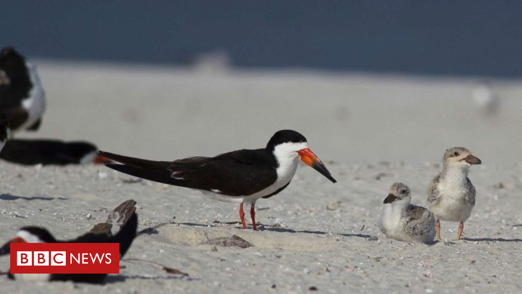 US beachgoers will have killed loads of secure birds