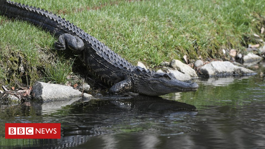 US canine walker killed in South Carolina alligator assault