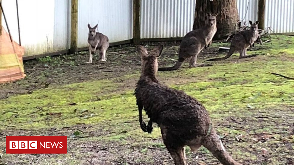 Window-smashing kangaroo escapes from safe haven in Australia
