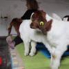 Baby goats join new Pilates class on Wiltshire farm