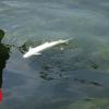 Europe heatwave: Lots of fish die in Swiss Rhine