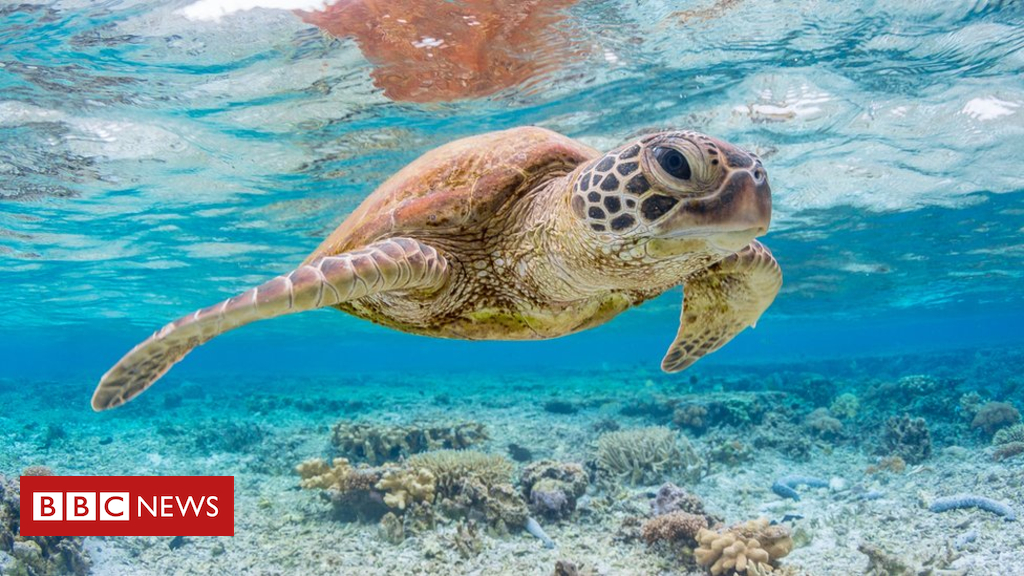 'A single piece of plastic' can kill sea turtles, says study Ask a question