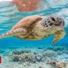 'A single piece of plastic' can kill sea turtles, says study Ask a question
