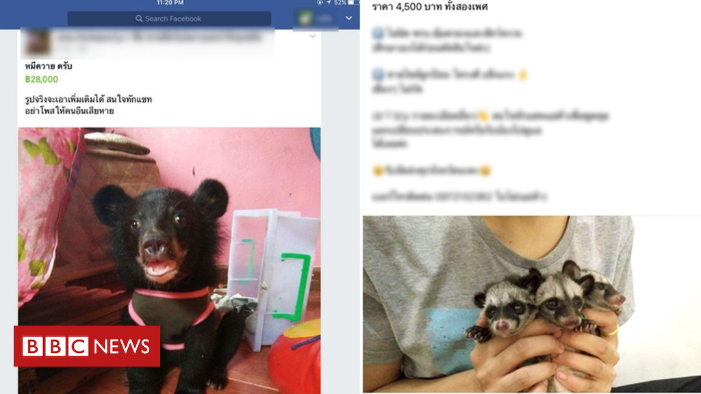 Fb animal industry uncovered in Thailand