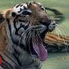 India top court rejects appeal to keep 'man-eating' tiger
