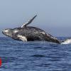 Pro-whaling nations block plan to create sanctuary