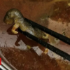 Restaurant loses $190m in value after dead rat found in soup