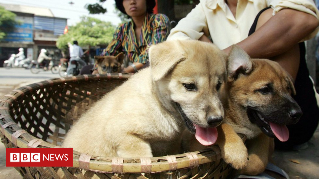 Vietnamese capital Hanoi asks people not to eat dog meat
