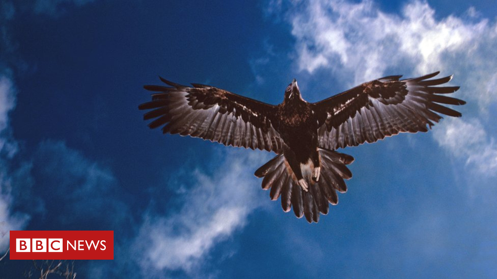 Wedge-tailed eagle 'mass poisoning' prompts Australia arrest