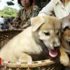 Vietnamese capital Hanoi asks people not to eat dog meat