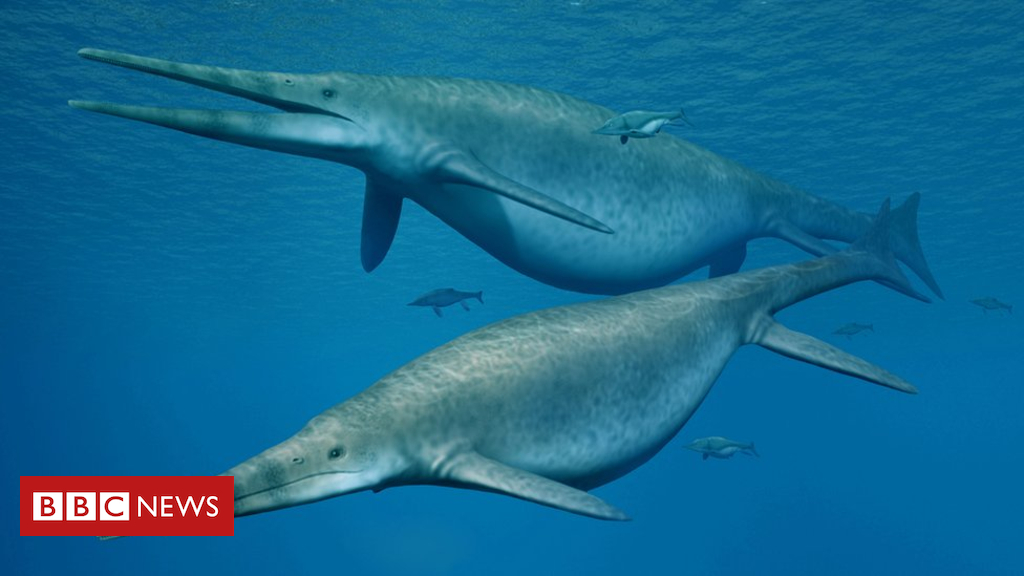 Historic sea reptile was once one among the largest animals ever