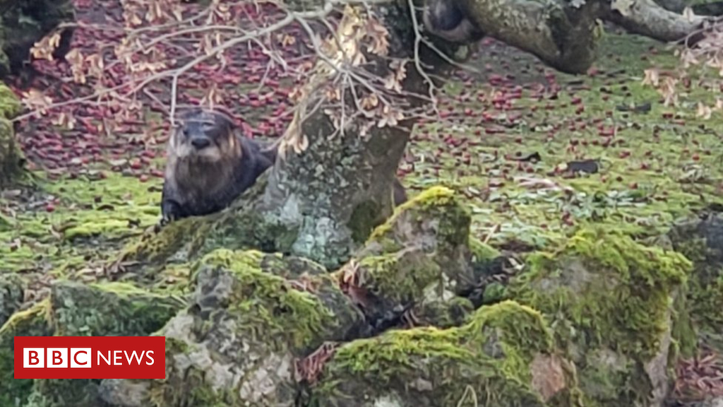 An otter on the loose is consuming koi from a formal lawn
