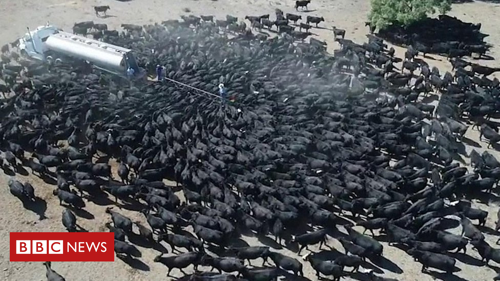 Australia drought: Thirsty farm animals swarm New South Wales water truck