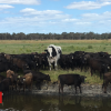 Knickers, Australia's biggest steer, towers above the herd