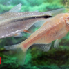 Mexican tetra fish would possibly offer heart repair clues
